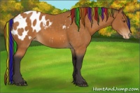 Horse Color:Painted Buckskin Sabino Blanket
