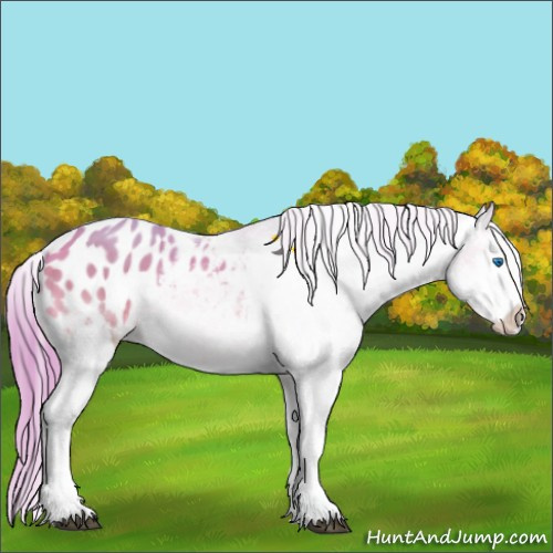Horse Color:Watercolor White Spotted Buckskin Splash Appaloosa 