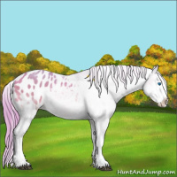 Horse Color:Watercolor White Spotted Buckskin Splash Appaloosa 