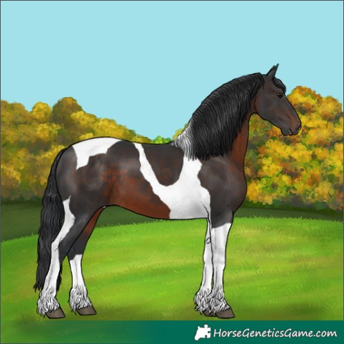 Horse Color:Brown Tobiano 
