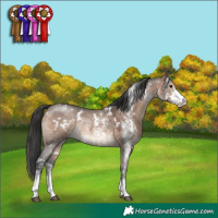 Horse Color:White Spotted Brown Dun Sabino Rabicano 