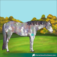 Horse Color:Nacre White Spotted Grullo 