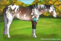 Horse Color:White Spotted Brown Splash Blanket Rabicano 