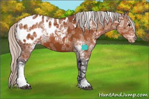 Horse Color:White Spotted Silver Buckskin Ice Appaloosa 