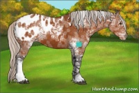 Horse Color:White Spotted Silver Buckskin Ice Appaloosa 