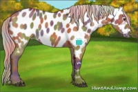 Horse Color:Nacre Silver Smoky Grullo Appaloosa 