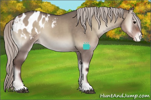 Horse Color:Silver Grullo Onyx Appaloosa 