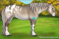 Horse Color:Silver Grullo Onyx Appaloosa 