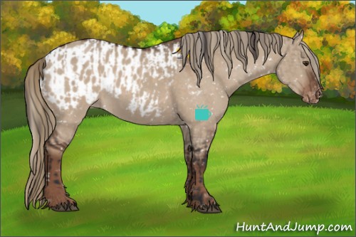 Horse Color:Brown Dun Sabino Varnish  and Liver Red Dun Sabino Blanket 