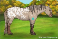 Horse Color:Brown Dun Sabino Varnish and Liver Red Dun Sabino Blanket