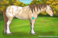 Horse Color:Amber Cream Champagne Ice Sabino Splash Appaloosa 