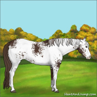 Horse Color:White Spotted Liver Chestnut