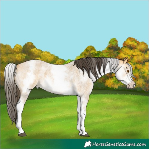 Horse Color:White Spotted Buckskin Roan 