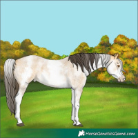 Horse Color:White Spotted Buckskin Roan 