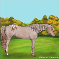 Horse Color:Chestnut Appaloosa 
