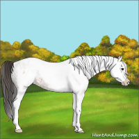 Horse Color:White Spotted Bay 