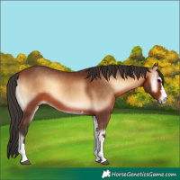 Horse Color:Bay Onyx