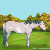 Horse Color:Watercolor White Spotted Bay Ice 