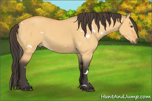 Horse Color:White Spotted Buckskin Dun 