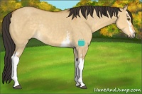 Horse Color:White Spotted Buckskin Dun Rabicano 