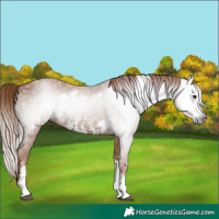 Horse Color:Gray White Spotted Chestnut Sabino 