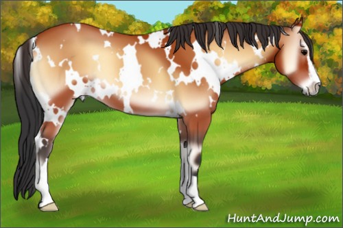 Horse Color:White Spotted Bay Onyx Sabino