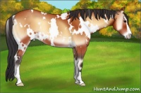 Horse Color:White Spotted Bay Onyx Sabino