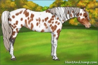 Horse Color:Silver Buckskin Roan Tobiano Frame Appaloosa