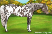 Horse Color:White Spotted Silver Black Tobiano Appaloosa 