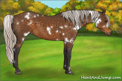 Horse Color:White Spotted Silver Buckskin