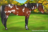 Horse Color:White Spotted Brown 
