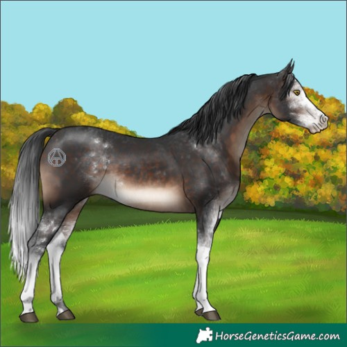Horse Color:Brown Sabino 