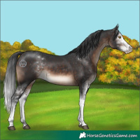 Horse Color:Brown Sabino 