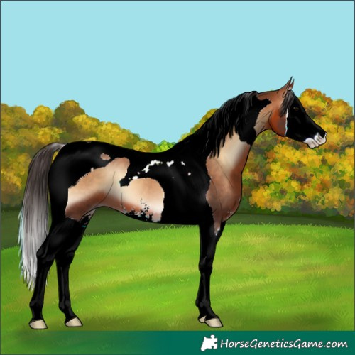 Horse Color:Bay Onyx Sabino Splash Tobiano 