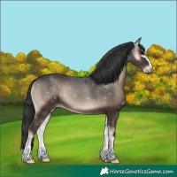 Horse Color:Blue Onyx Sabino