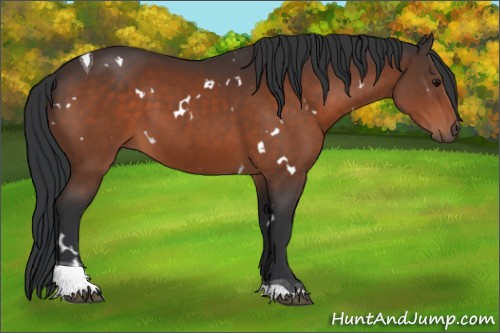 Horse Color:White Spotted Bay Tobiano 