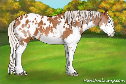 Horse Color:White Spotted Silver Buckskin Splash Appaloosa 