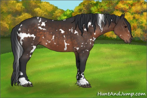 Horse Color:White Spotted Brown 