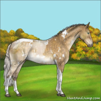 Horse Color:White Spotted Silver Buckskin Dun Mushroom Tobiano Brindle 