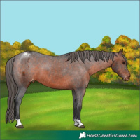 Horse Color:Brown Appaloosa 