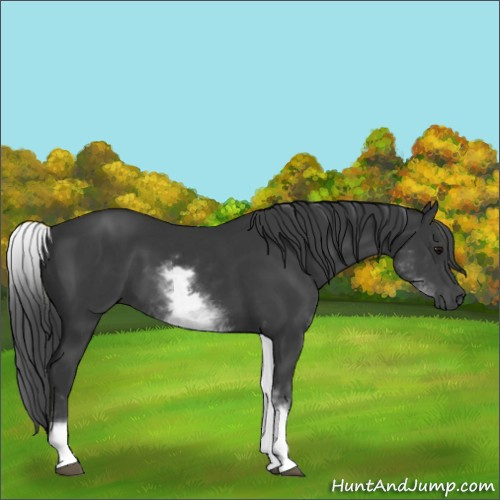 Horse Color:White Spotted Black 