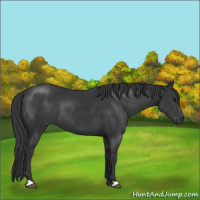 Horse Color:Black 