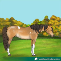 Horse Color:Buckskin Tobiano 