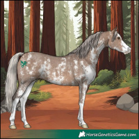 Horse Color:Silver Brown Dun Sabino 