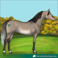 Horse Color:Brown Dun Rabicano 