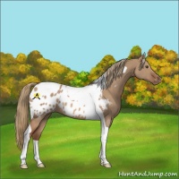 Horse Color:Red Dun Tobiano Appaloosa 