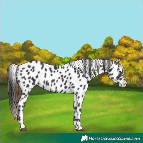 Horse Color:Black Appaloosa 