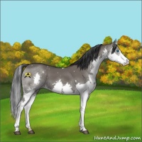 Horse Color:White Spotted Grullo Splash 