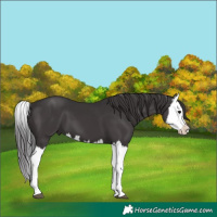 Horse Color:Smoky Black Splash