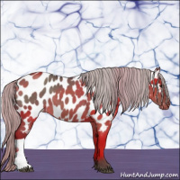 Horse Color:Silver Grullo Appaloosa 